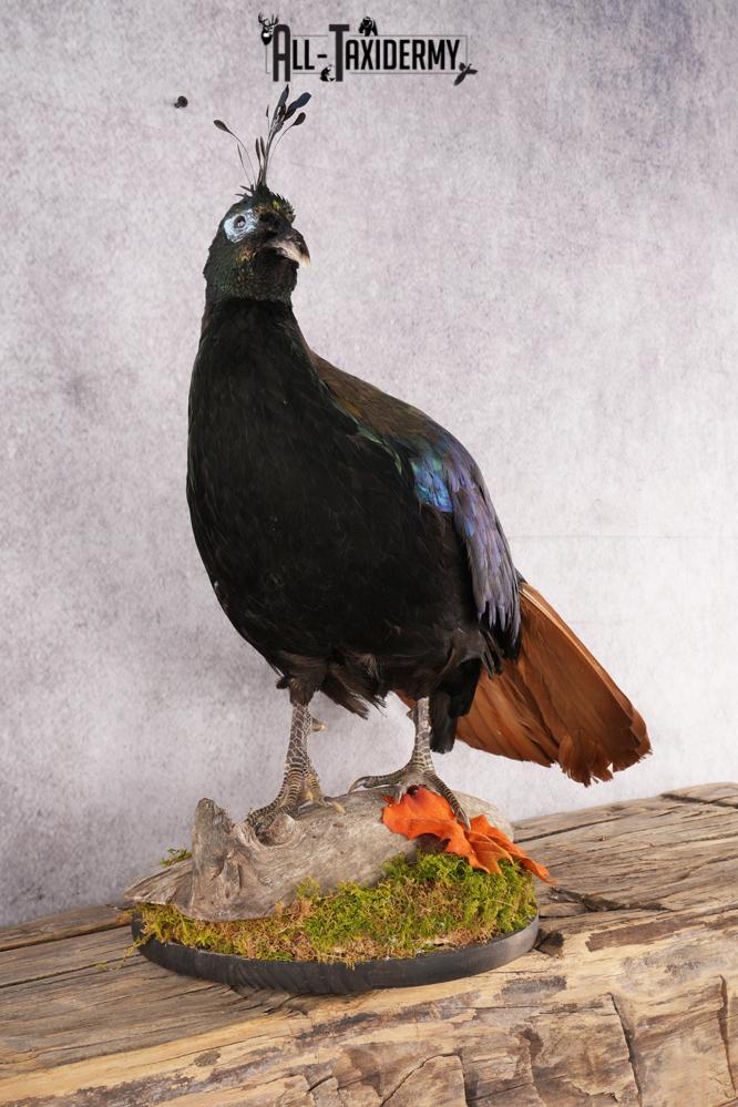 Himalayan Impeyan Pheasant SKU 2951 - Image 5