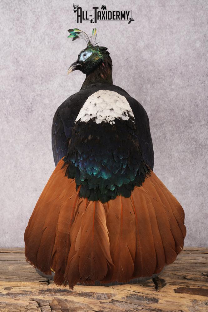 Himalayan Impeyan Pheasant SKU 2951 - Image 4