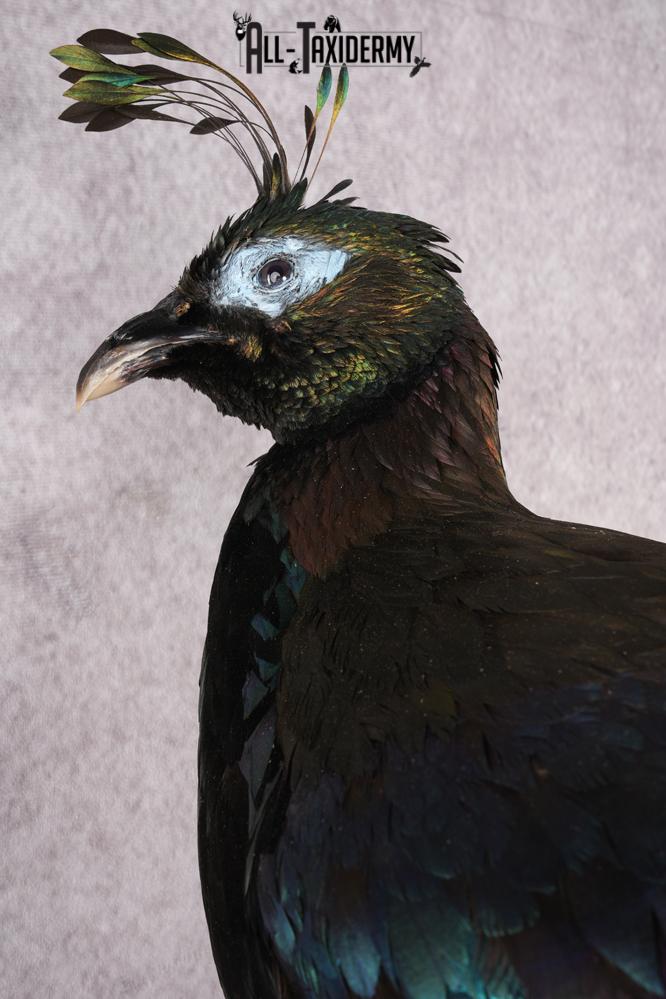 Himalayan Impeyan Pheasant SKU 2951 - Image 3