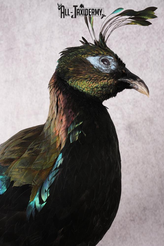 Himalayan Impeyan Pheasant SKU 2951 - Image 2