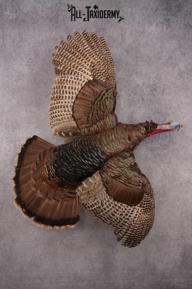 Flying Eastern Turkey SKU 2923