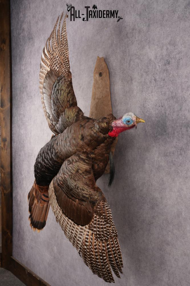 Flying Eastern Turkey SKU 2923 - Image 6