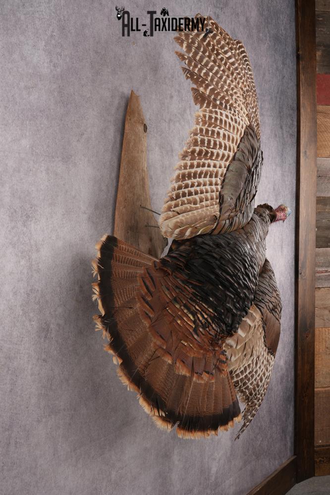 Flying Eastern Turkey SKU 2923 - Image 5