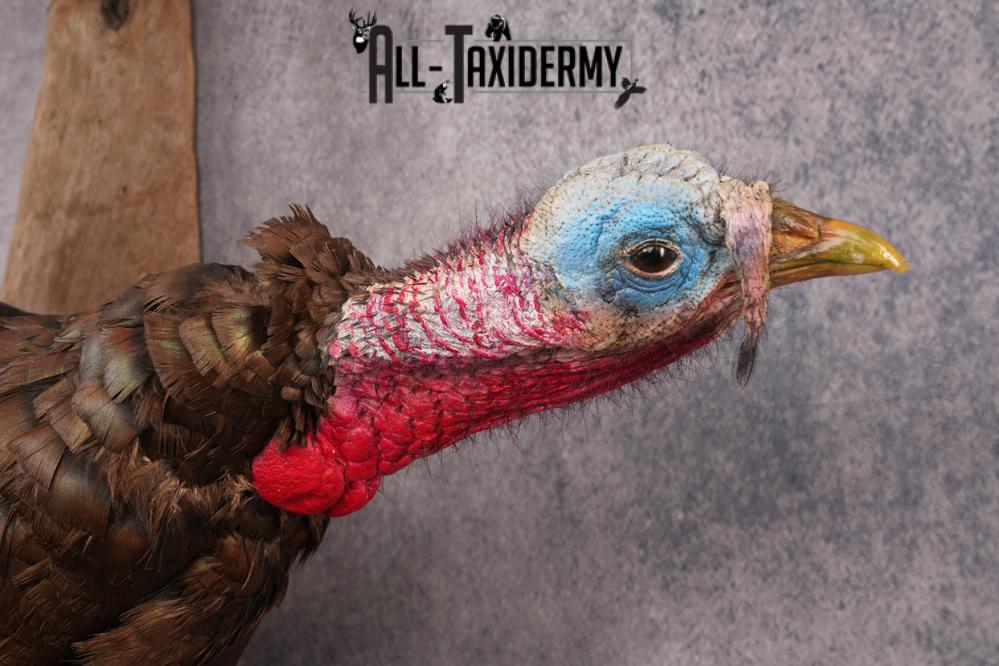 Flying Eastern Turkey SKU 2923 - Image 4