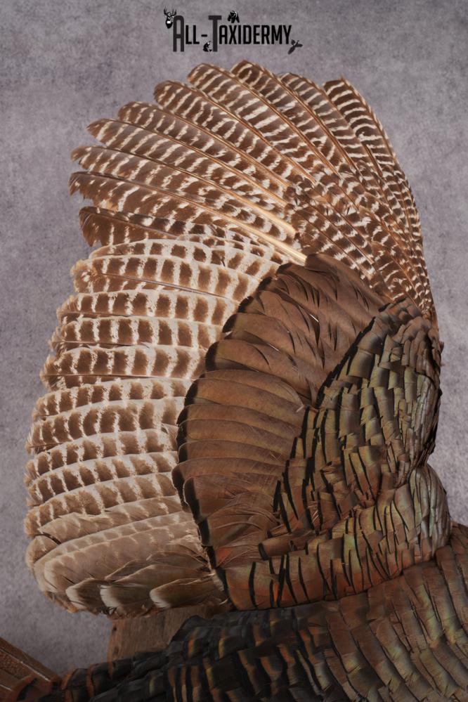 Flying Eastern Turkey SKU 2923 - Image 3