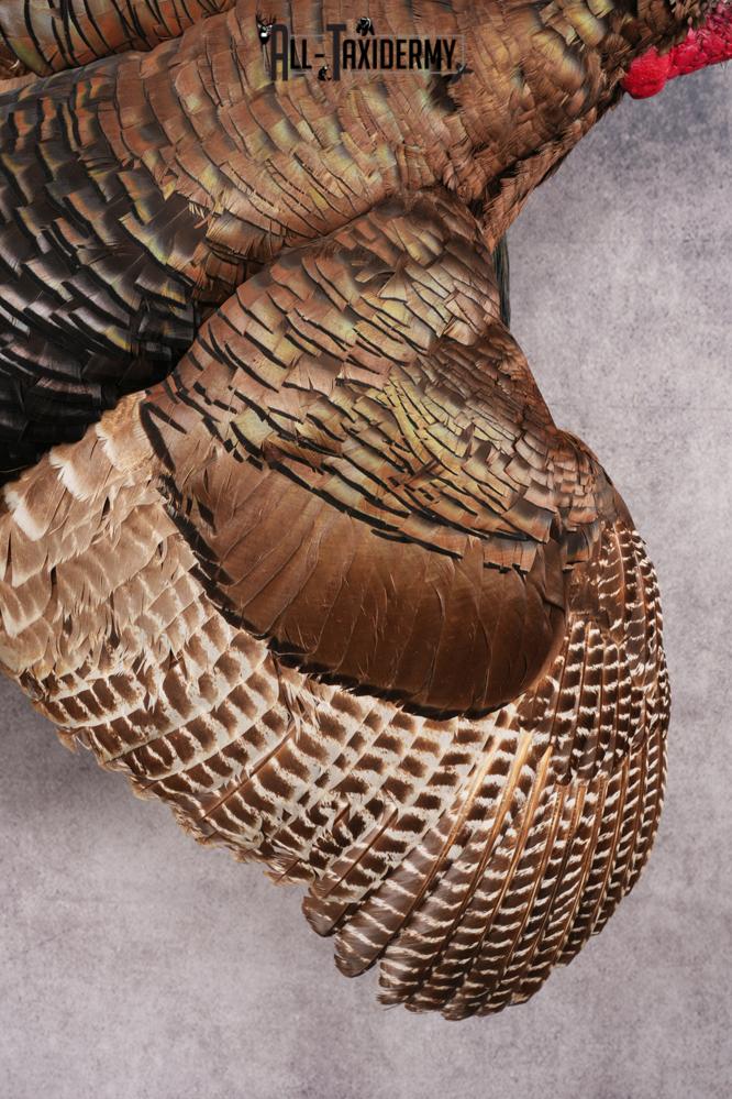 Flying Eastern Turkey SKU 2923 - Image 2