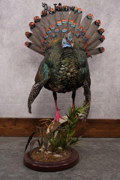 Ocellated Turkey SKU 2960