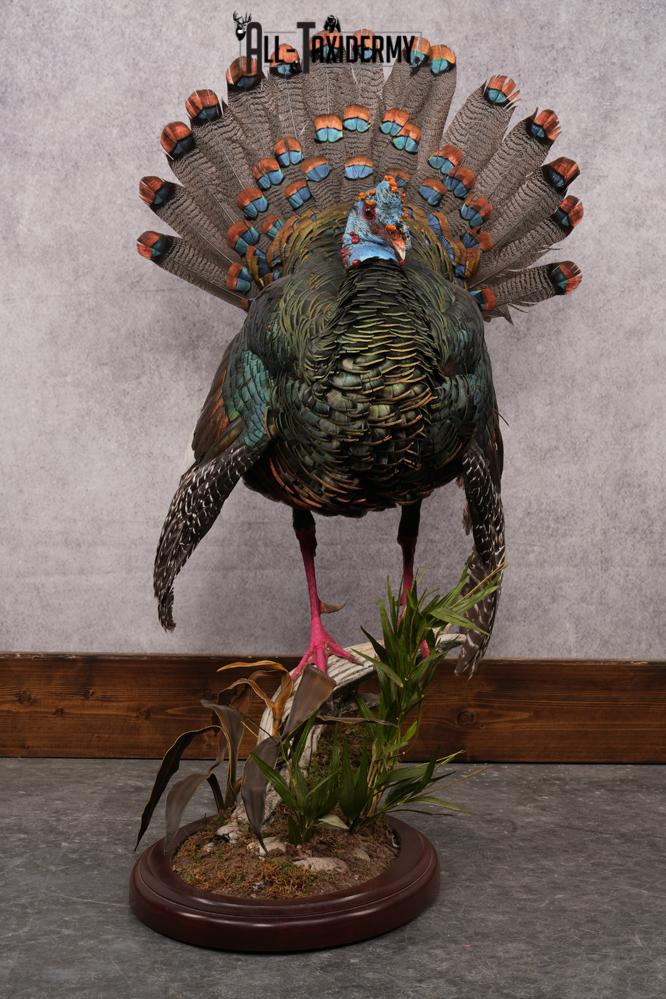 Ocellated Turkey SKU 2960