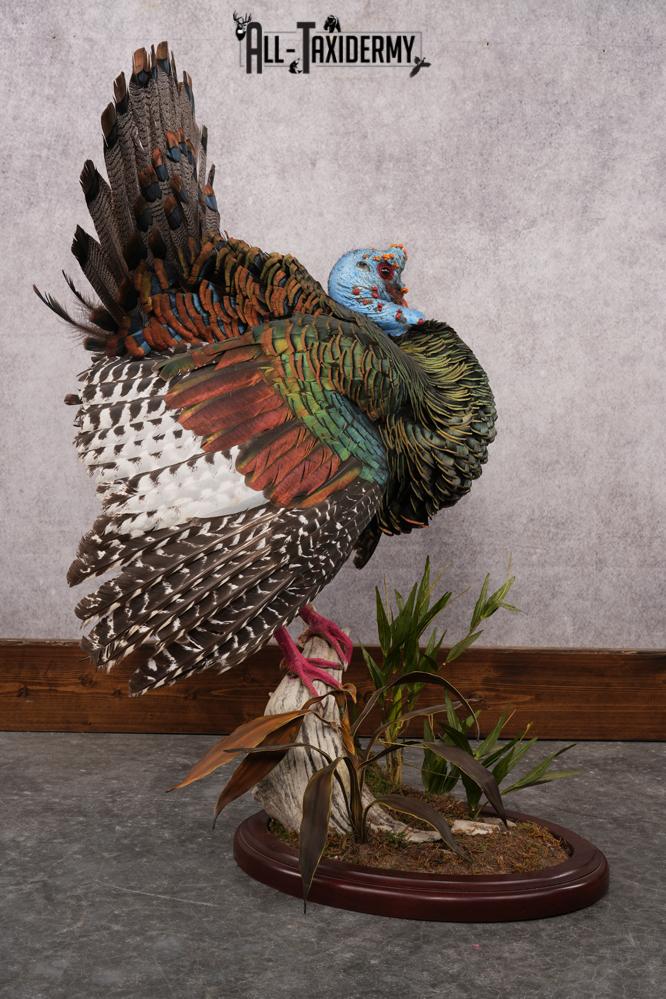 Ocellated Turkey SKU 2960 - Image 8