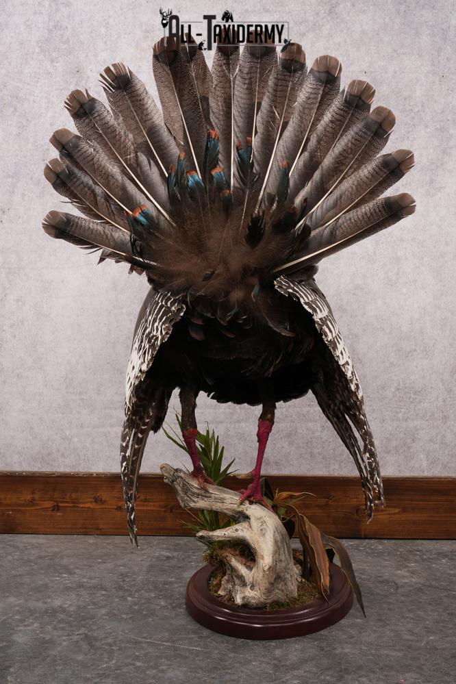 Ocellated Turkey SKU 2960 - Image 7