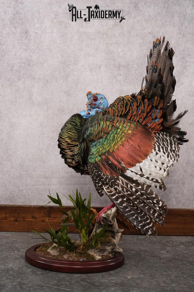 Ocellated Turkey SKU 2960 - Image 6