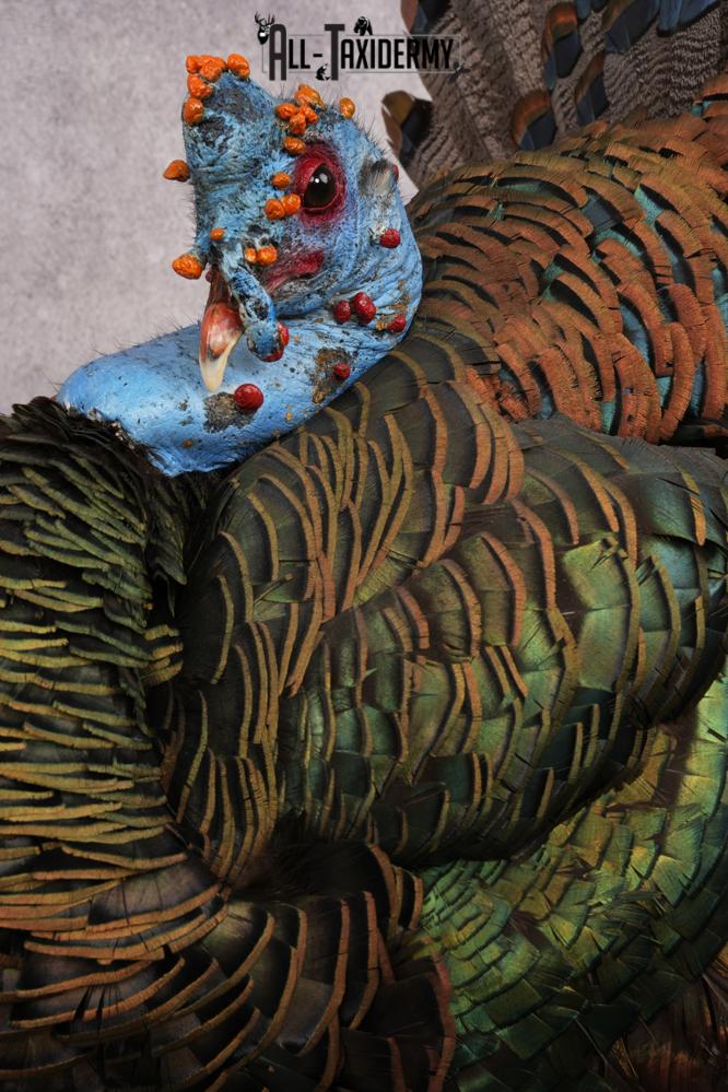 Ocellated Turkey SKU 2960 - Image 5