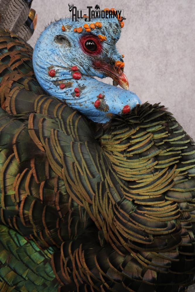 Ocellated Turkey SKU 2960 - Image 4