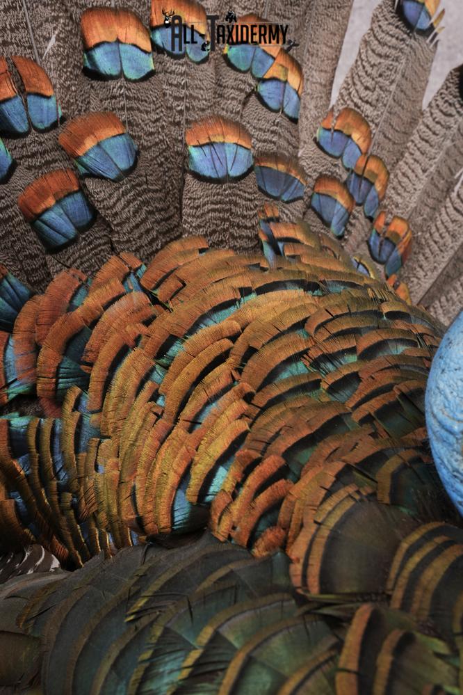 Ocellated Turkey SKU 2960 - Image 3