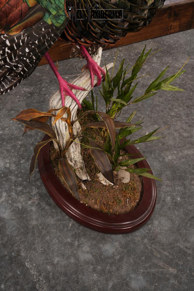 Ocellated Turkey SKU 2960 - Image 2