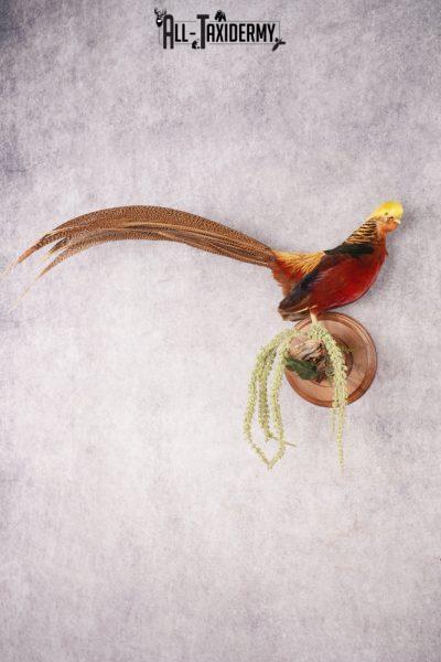 Golden Pheasant SKU 2949