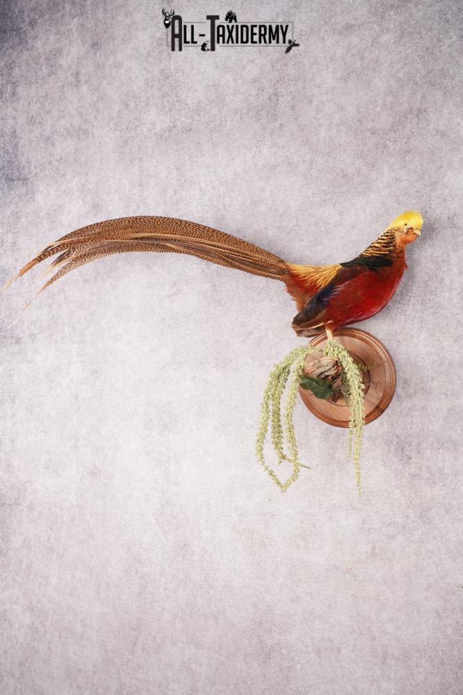 Golden Pheasant SKU 2949