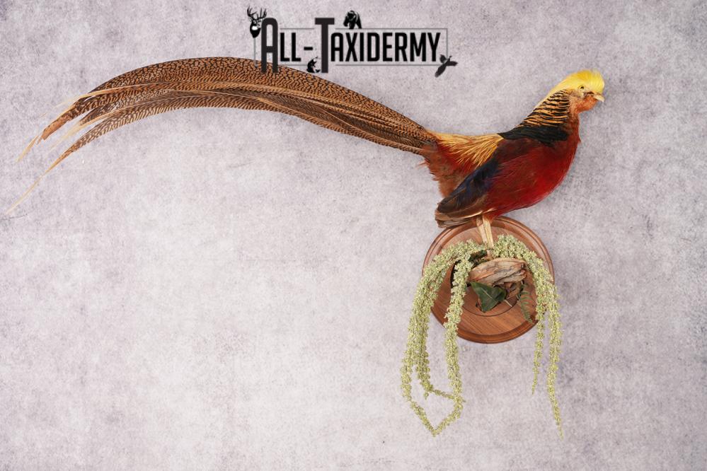 Golden Pheasant SKU 2949 - Image 6