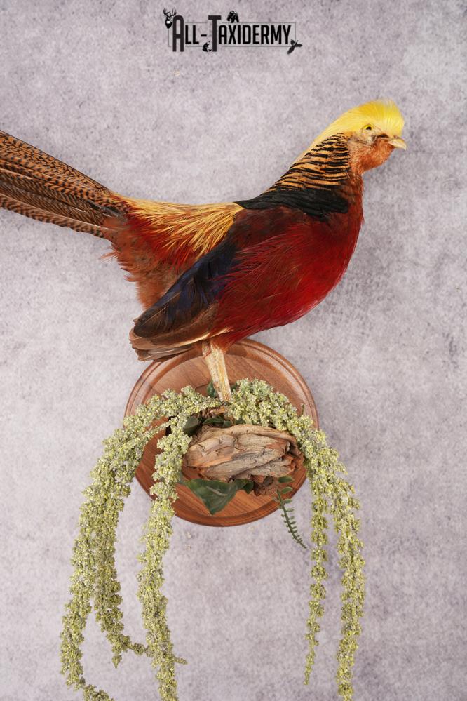 Golden Pheasant SKU 2949 - Image 5