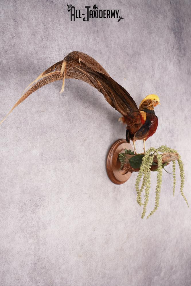 Golden Pheasant SKU 2949 - Image 4