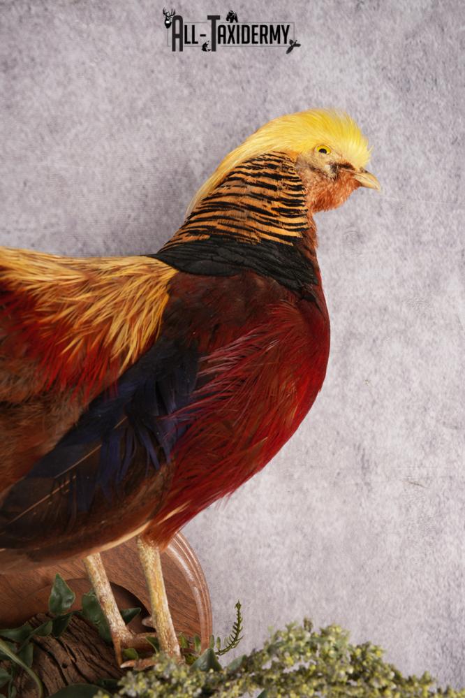 Golden Pheasant SKU 2949 - Image 3