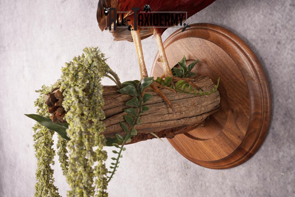 Golden Pheasant SKU 2949 - Image 2