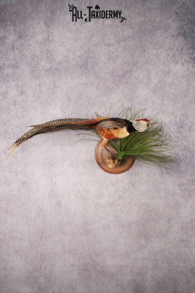 Lady Amherst Pheasant SKU 2957