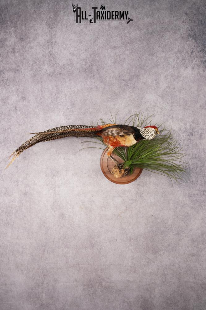 Lady Amherst Pheasant SKU 2957