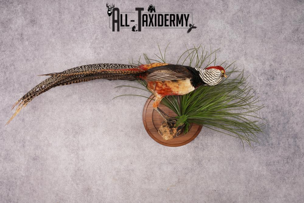 Lady Amherst Pheasant SKU 2957 - Image 8