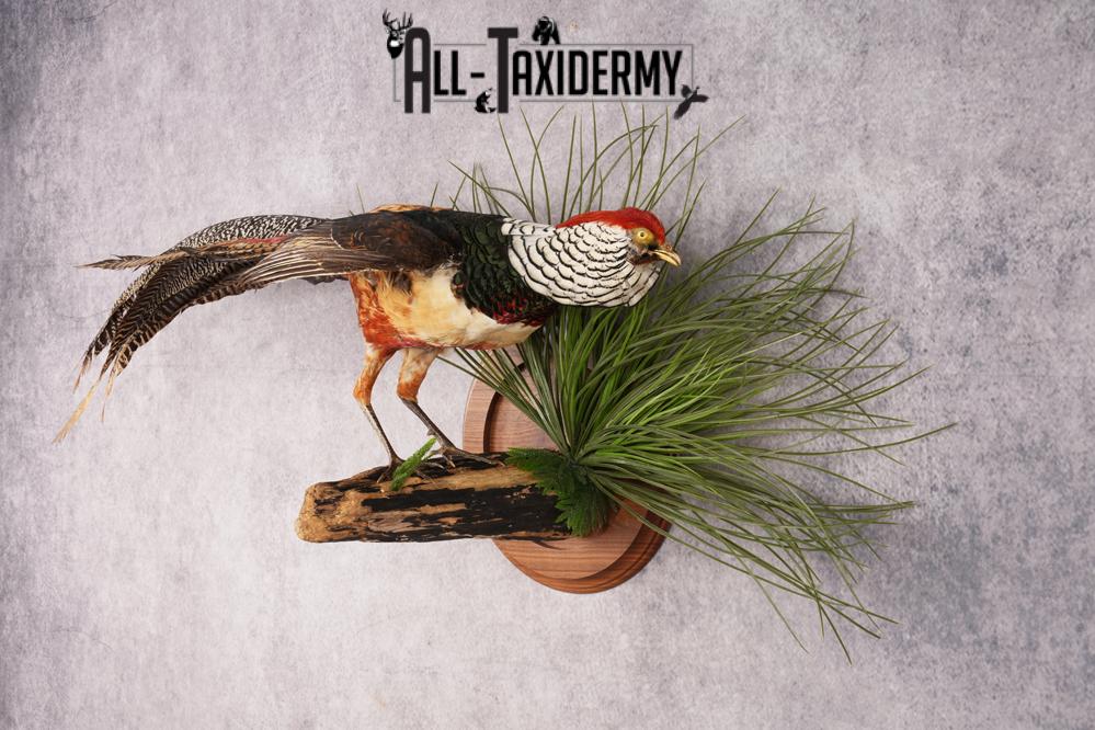 Lady Amherst Pheasant SKU 2957 - Image 7