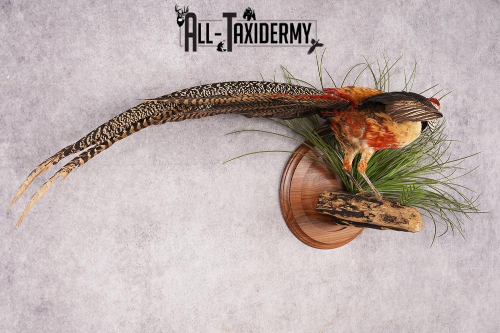 Lady Amherst Pheasant SKU 2957 - Image 6