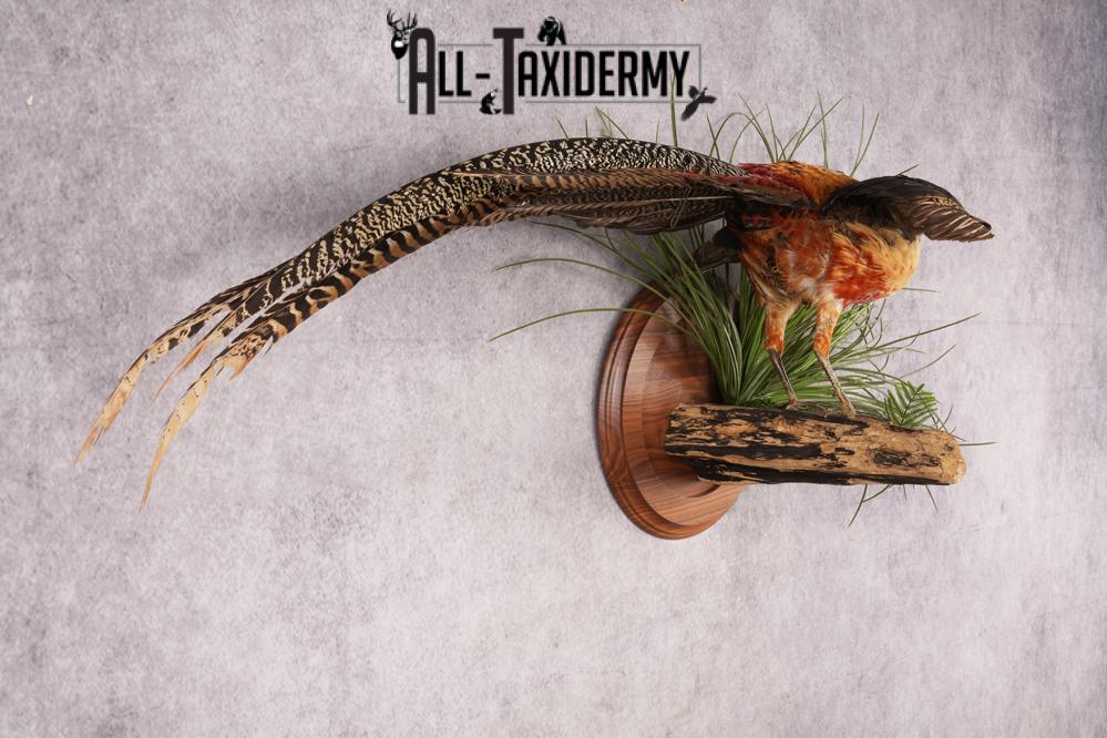 Lady Amherst Pheasant SKU 2957 - Image 5