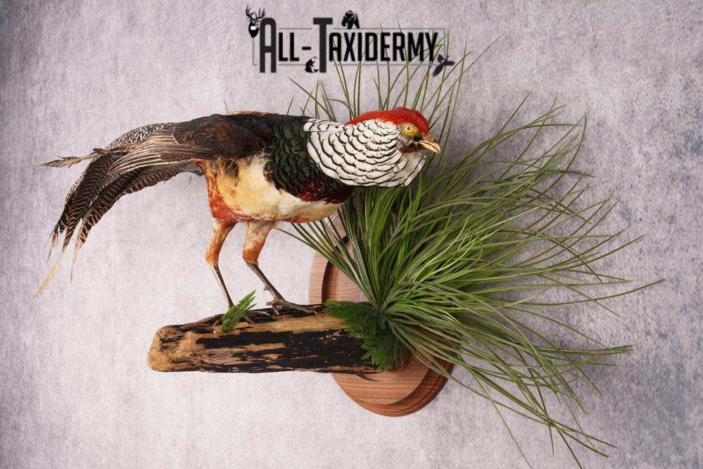 Lady Amherst Pheasant SKU 2957 - Image 4