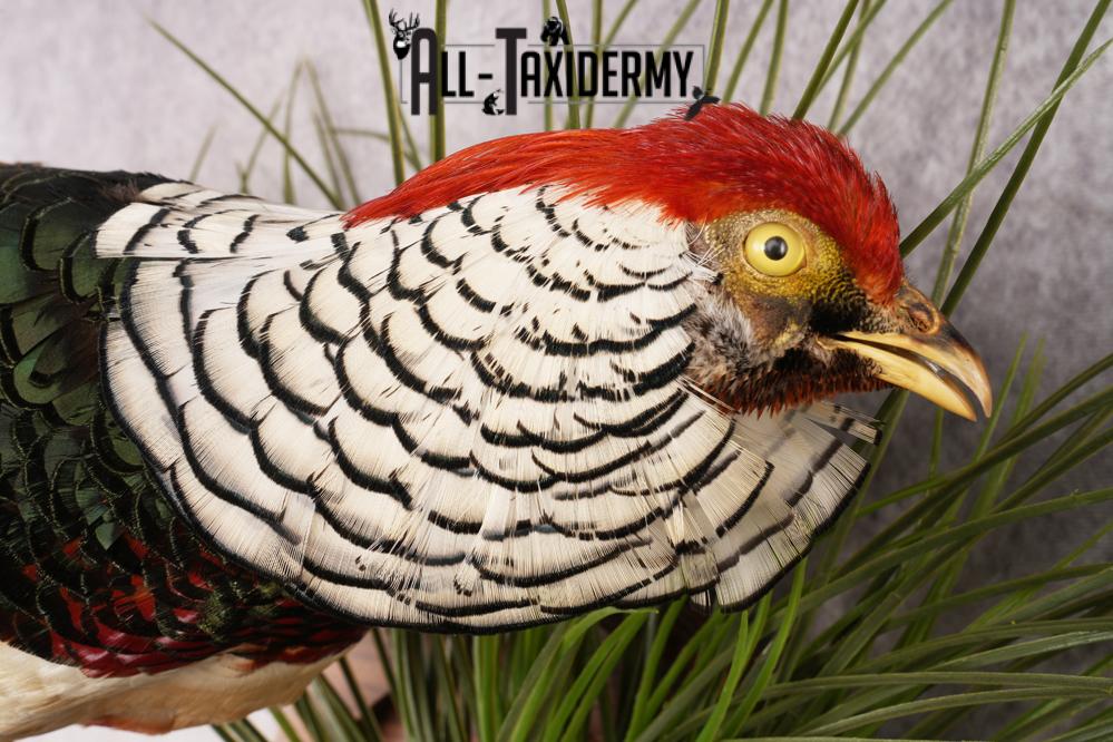 Lady Amherst Pheasant SKU 2957 - Image 3