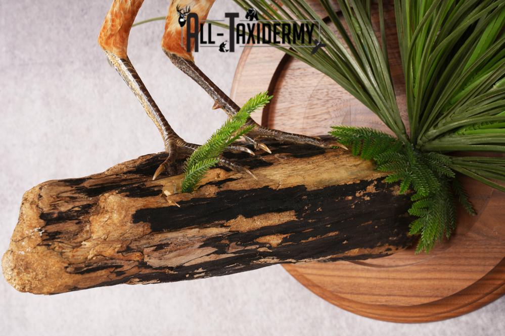 Lady Amherst Pheasant SKU 2957 - Image 2