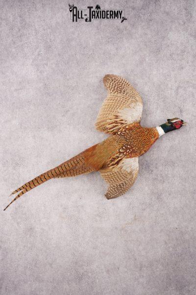 Ring Necked Pheasant SKU 2980