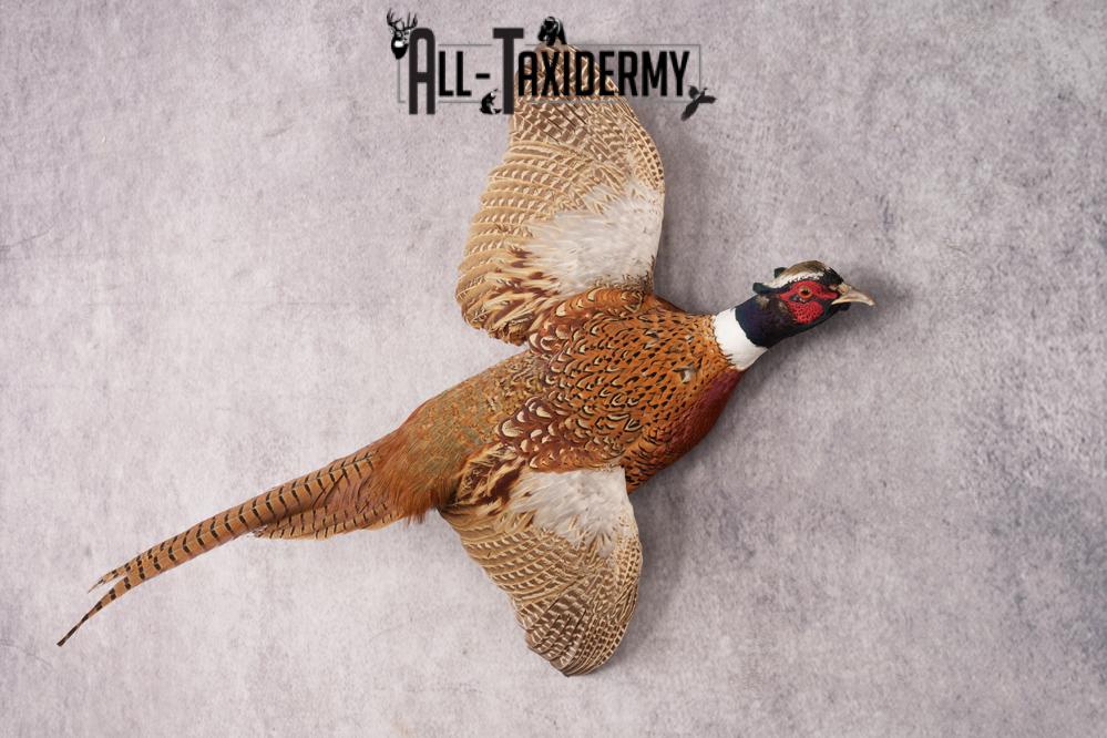 Ring Necked Pheasant SKU 2980 - Image 4