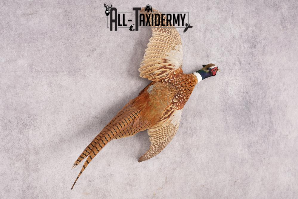 Ring Necked Pheasant SKU 2980 - Image 3