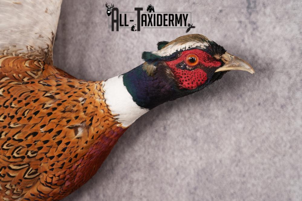 Ring Necked Pheasant SKU 2980 - Image 2