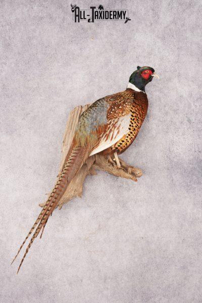Ring Necked Pheasant SKU 2963