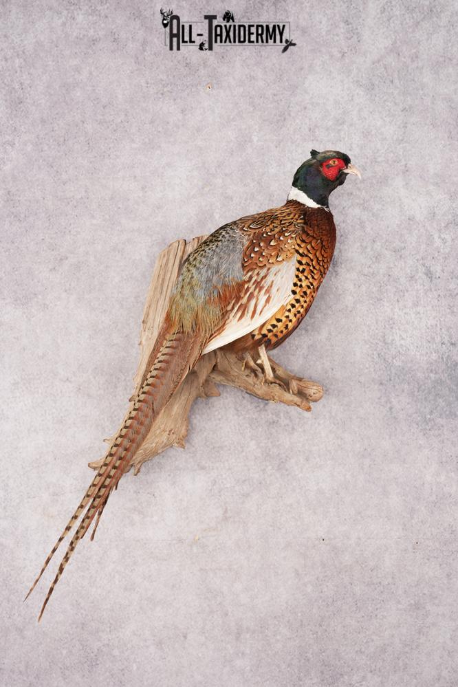 Ring Necked Pheasant SKU 2963