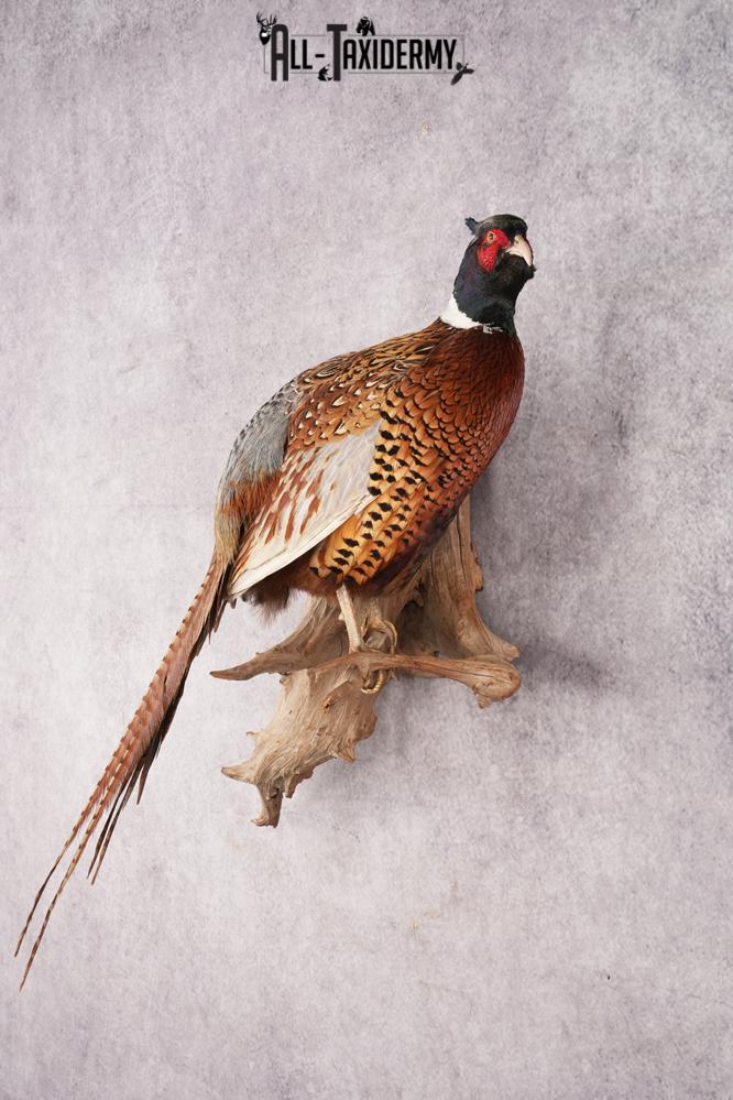 Ring Necked Pheasant SKU 2963 - Image 8