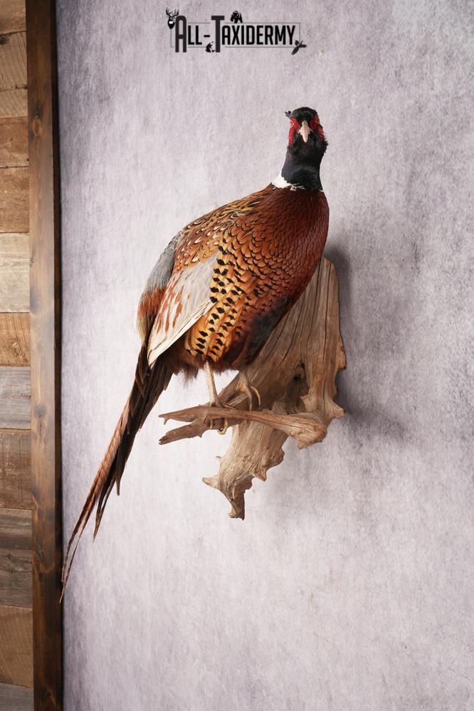 Ring Necked Pheasant SKU 2963 - Image 7