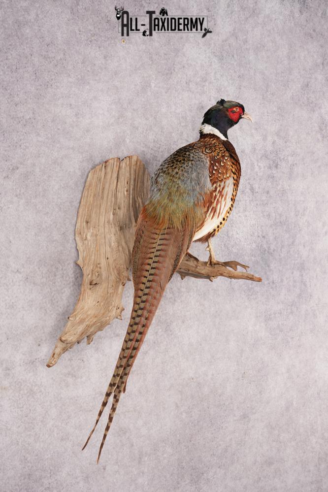 Ring Necked Pheasant SKU 2963 - Image 6