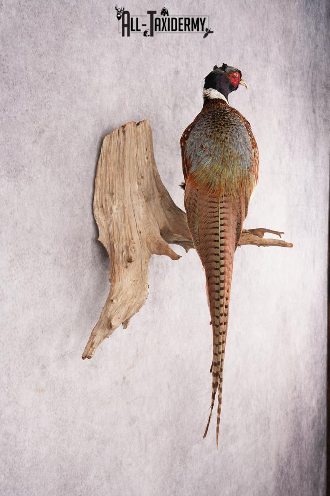 Ring Necked Pheasant SKU 2963 - Image 5