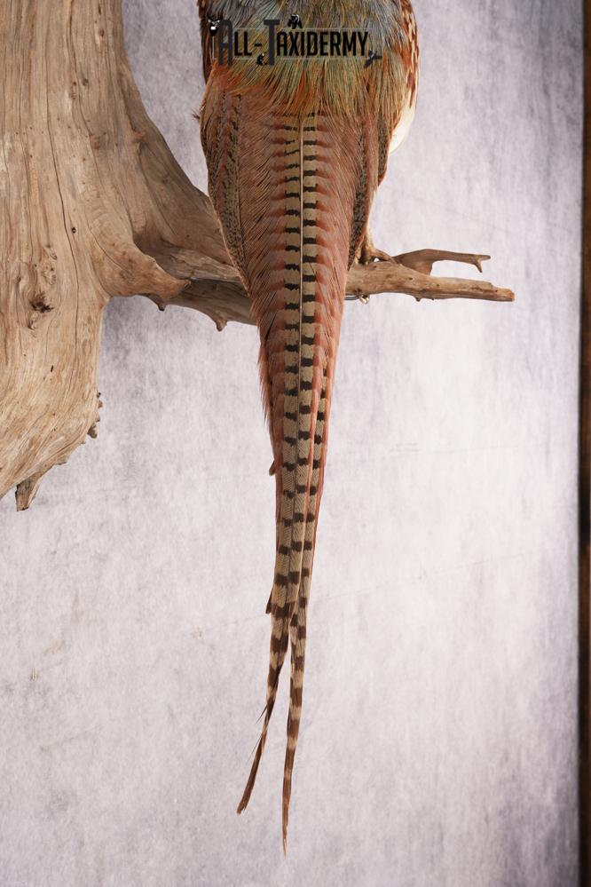 Ring Necked Pheasant SKU 2963 - Image 4