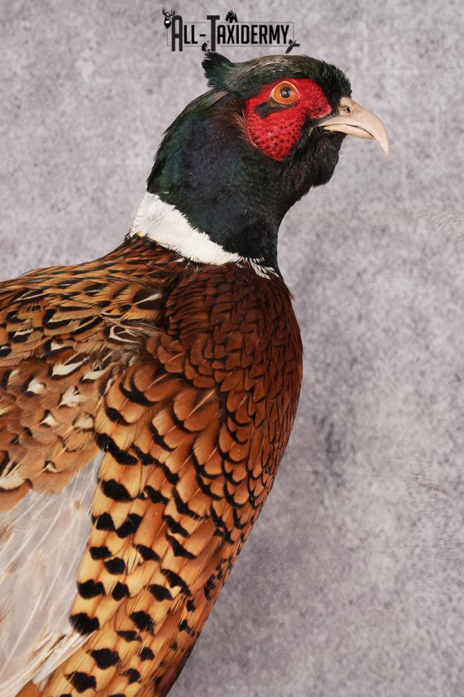 Ring Necked Pheasant SKU 2963 - Image 3