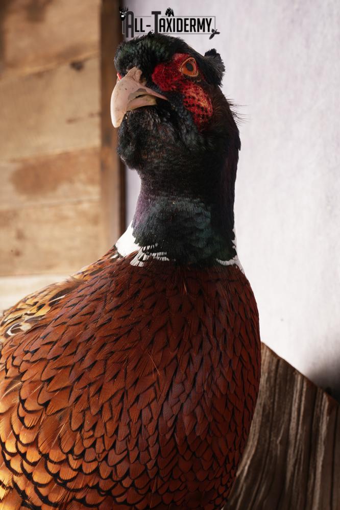 Ring Necked Pheasant SKU 2963 - Image 2