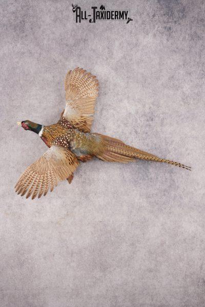 Ring Necked Pheasant SKU 2962