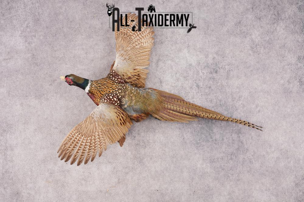 Ring Necked Pheasant SKU 2962 - Image 8